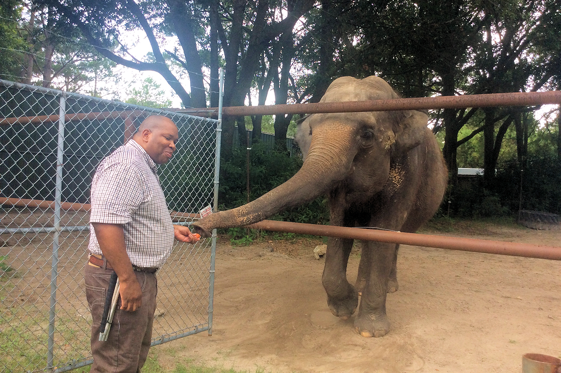 WC Blackmon give a snack to an elephant ath the Two Tails Ranch in Williston, FL.